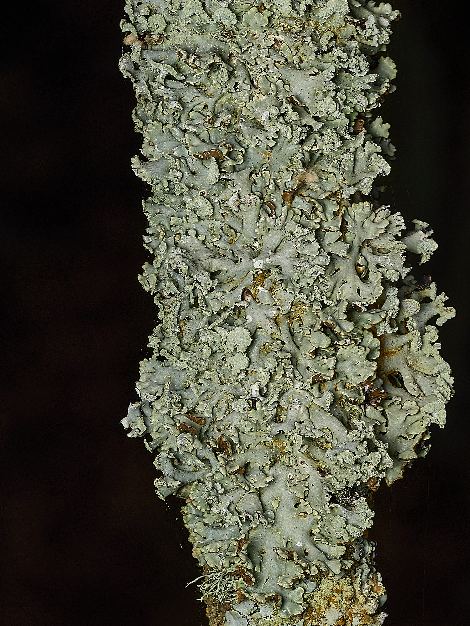 KellingHeathHrevoluta270426-3