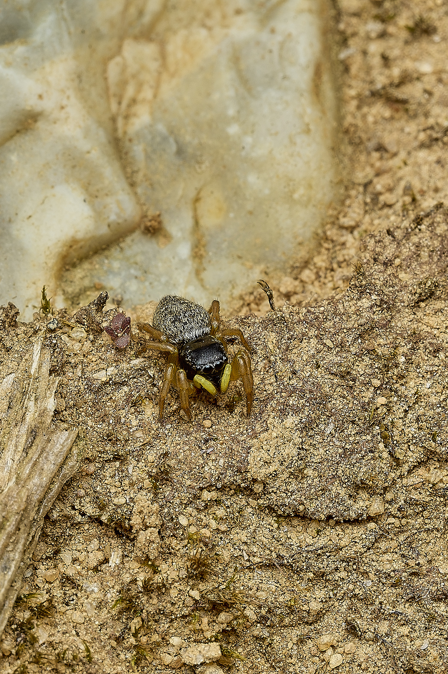 KellingHeathJumpingSpiderSp270426-1