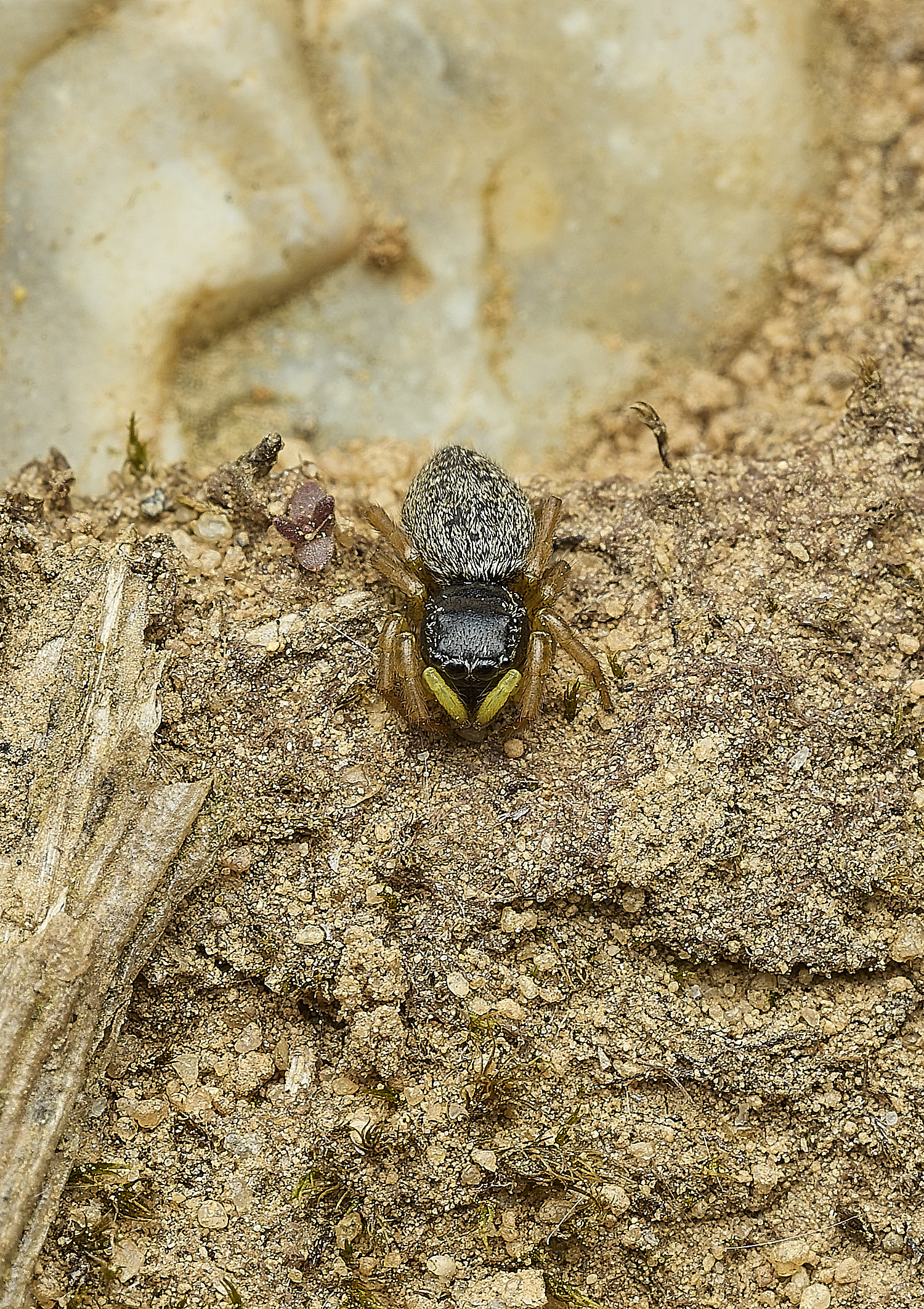 KellingHeathJumpingSpiderSp270426-2