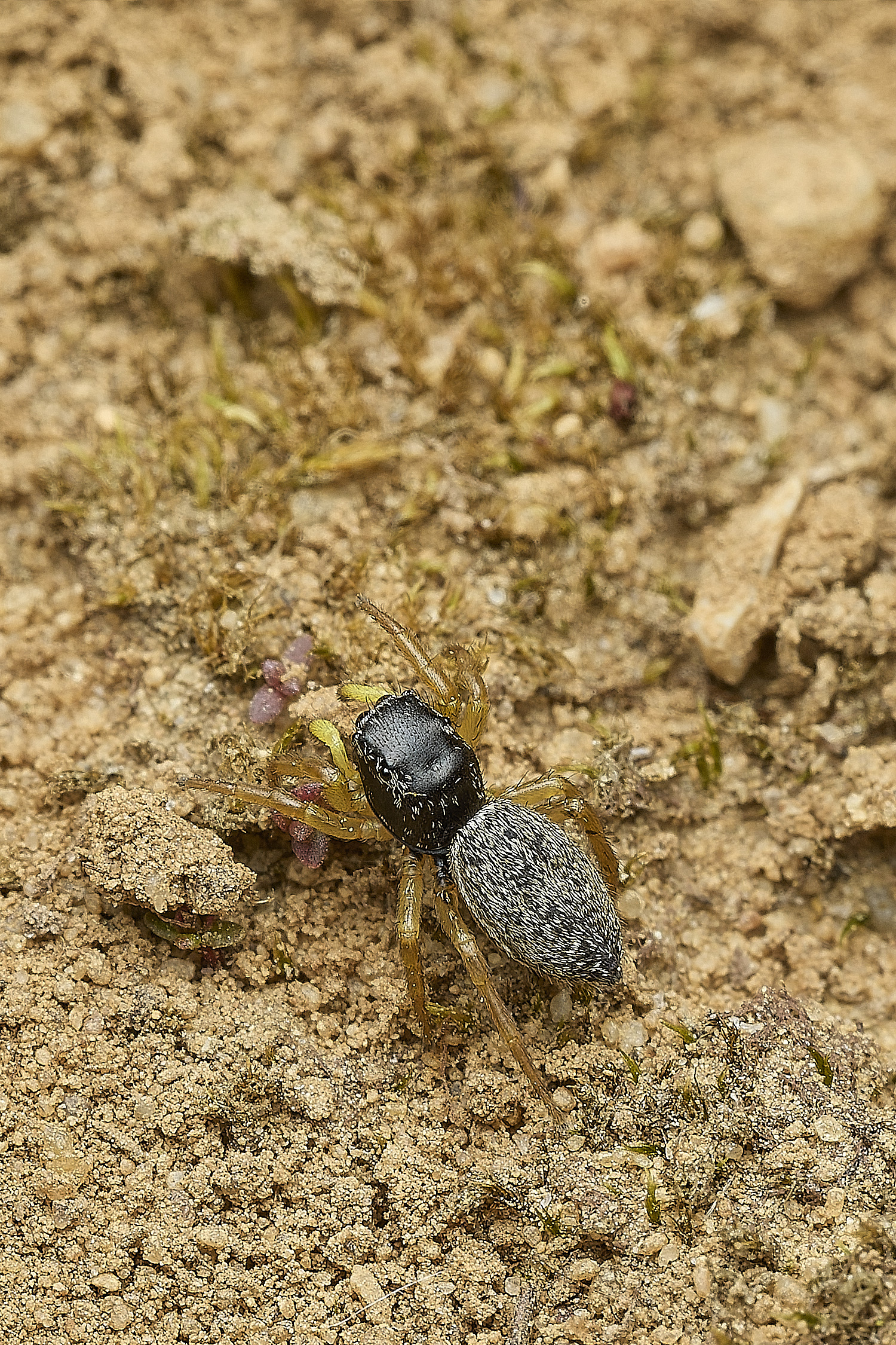 KellingHeathJumpingSpiderSp270426-5