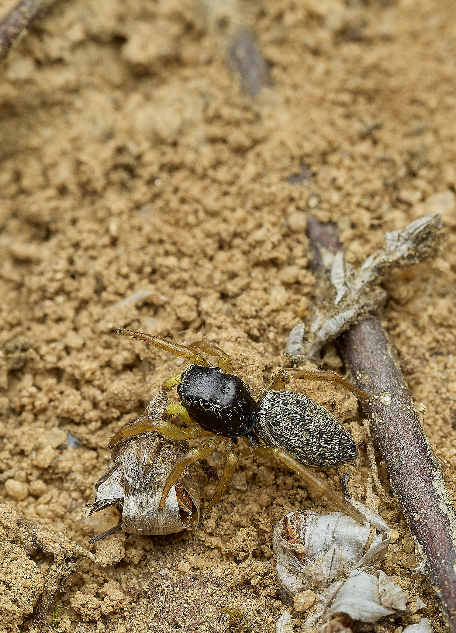 KellingHeathJumpingSpiderSp270426-6
