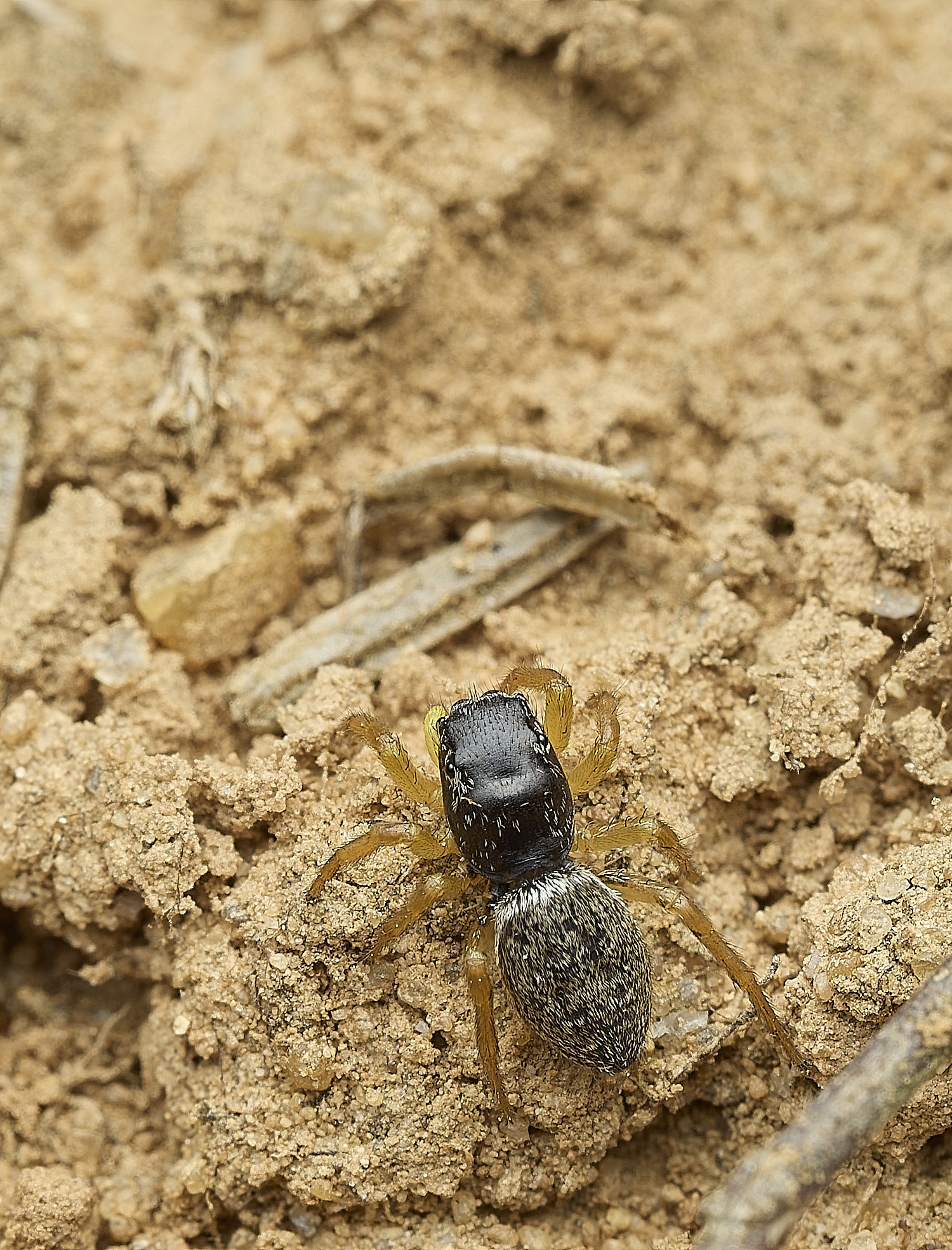 KellingHeathJumpingSpiderSp270426-7