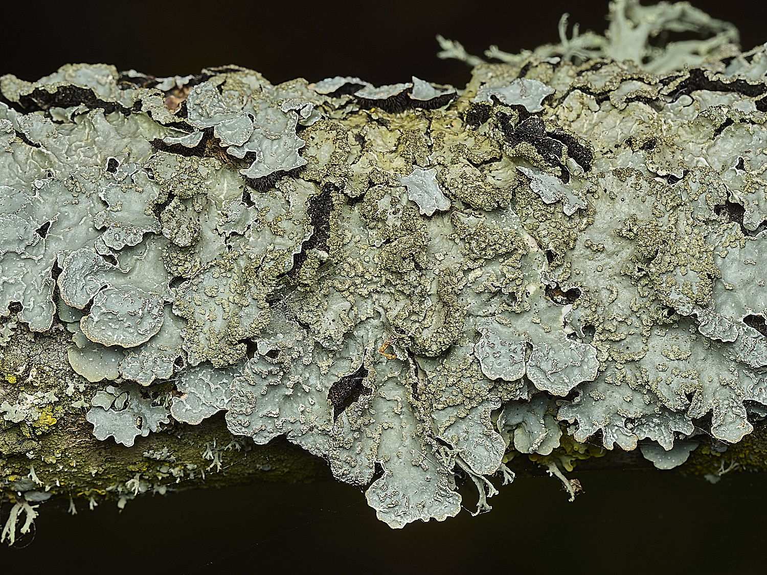 KellingHeathLichen1270426-1
