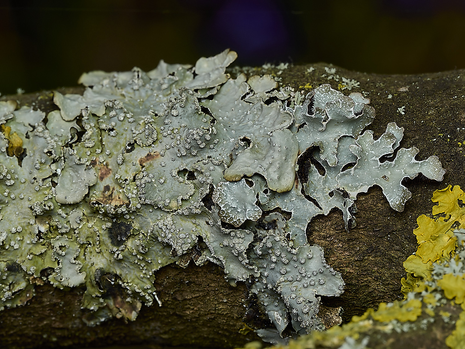 KellingHeathLichen1270426-2