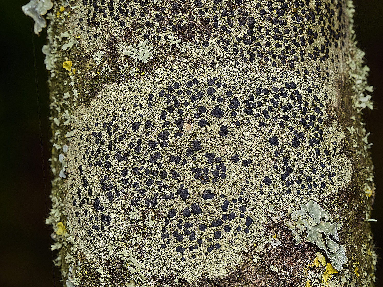 KellingHeathLichen2270426-1