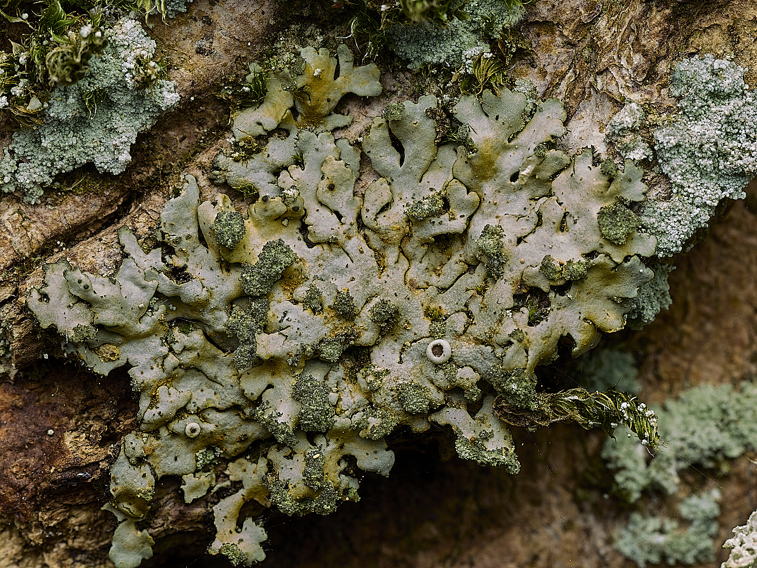 KellingHeathLichen3270426-1
