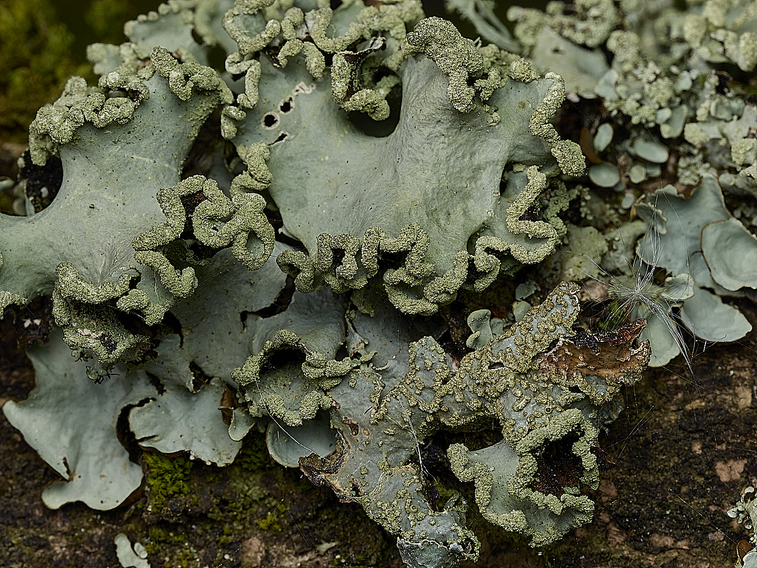 KellingHeathLichen6270426-1