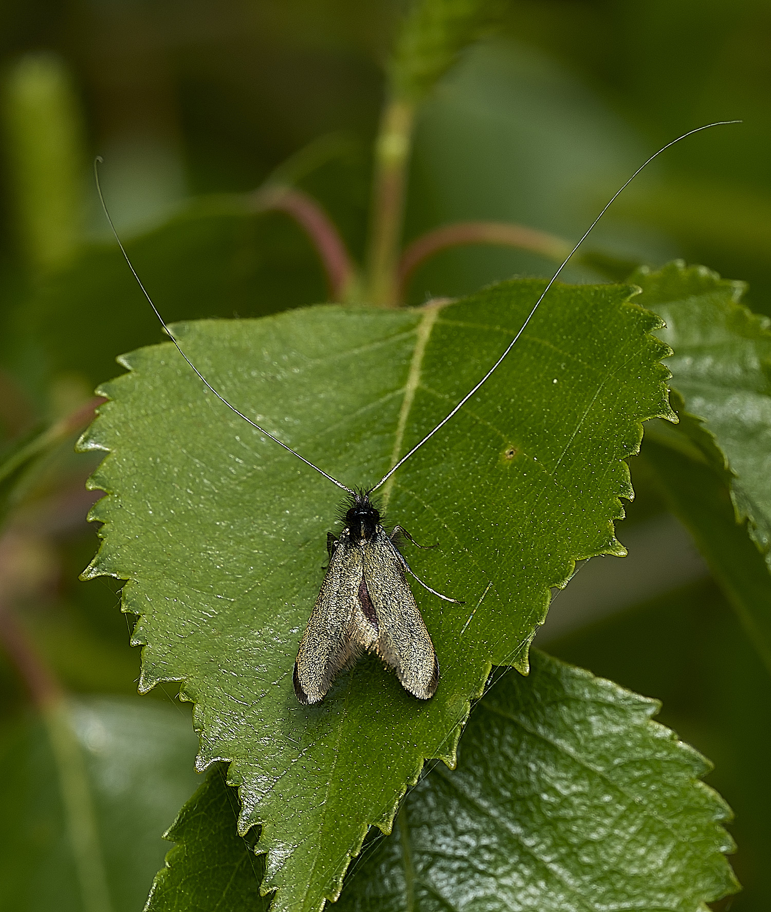 KellingHeathMoth270426-1