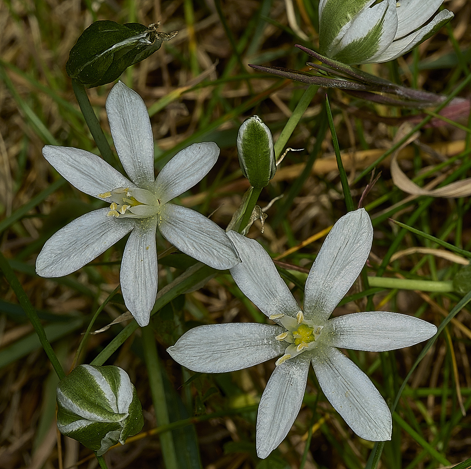 KellingHeathOrnithogallum270426-1