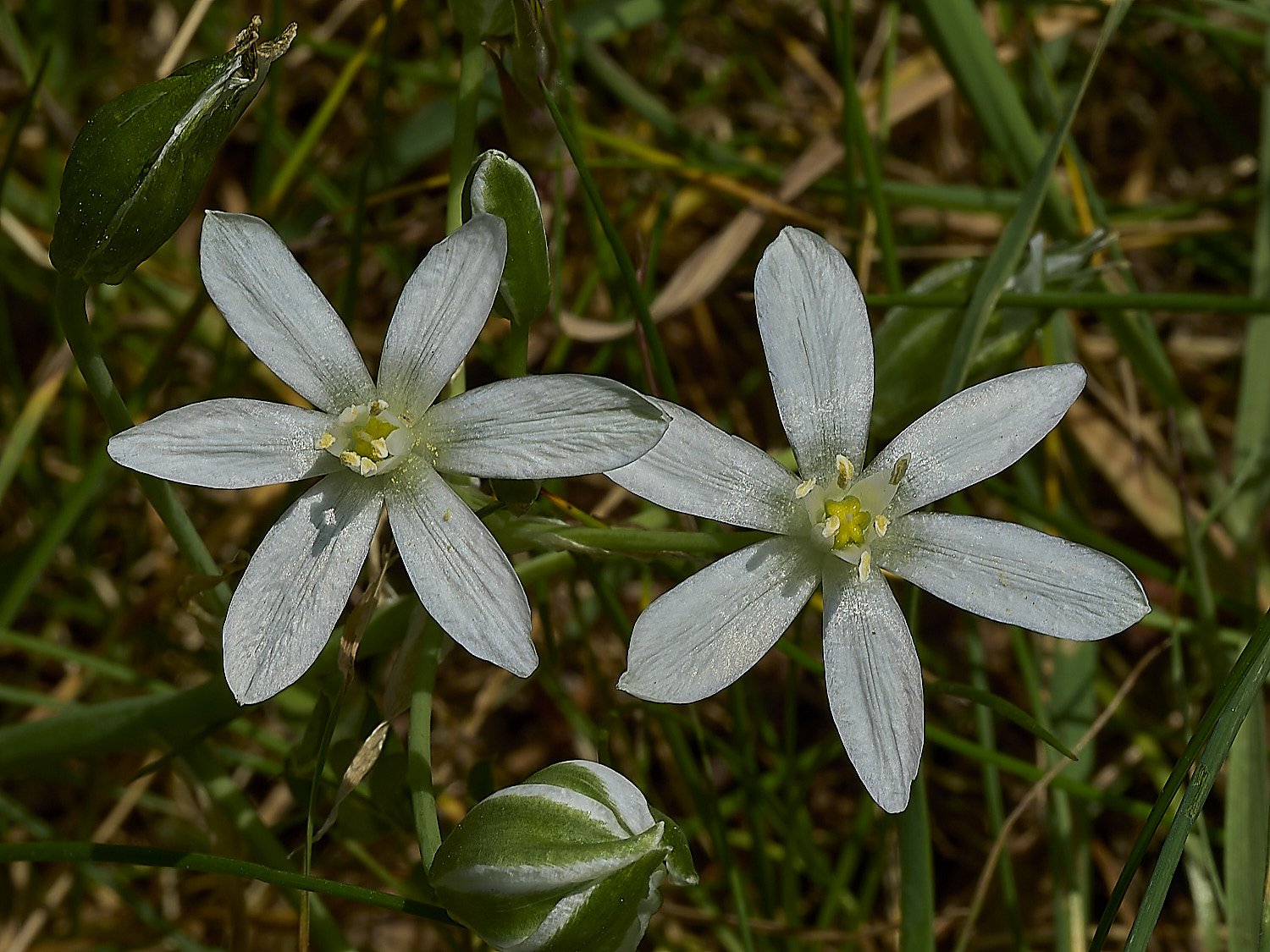 KellingHeathOrnithogallum270426-2