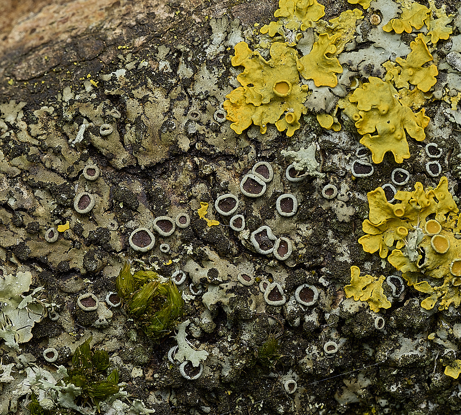 KellingHeathPorbicularis270426-2