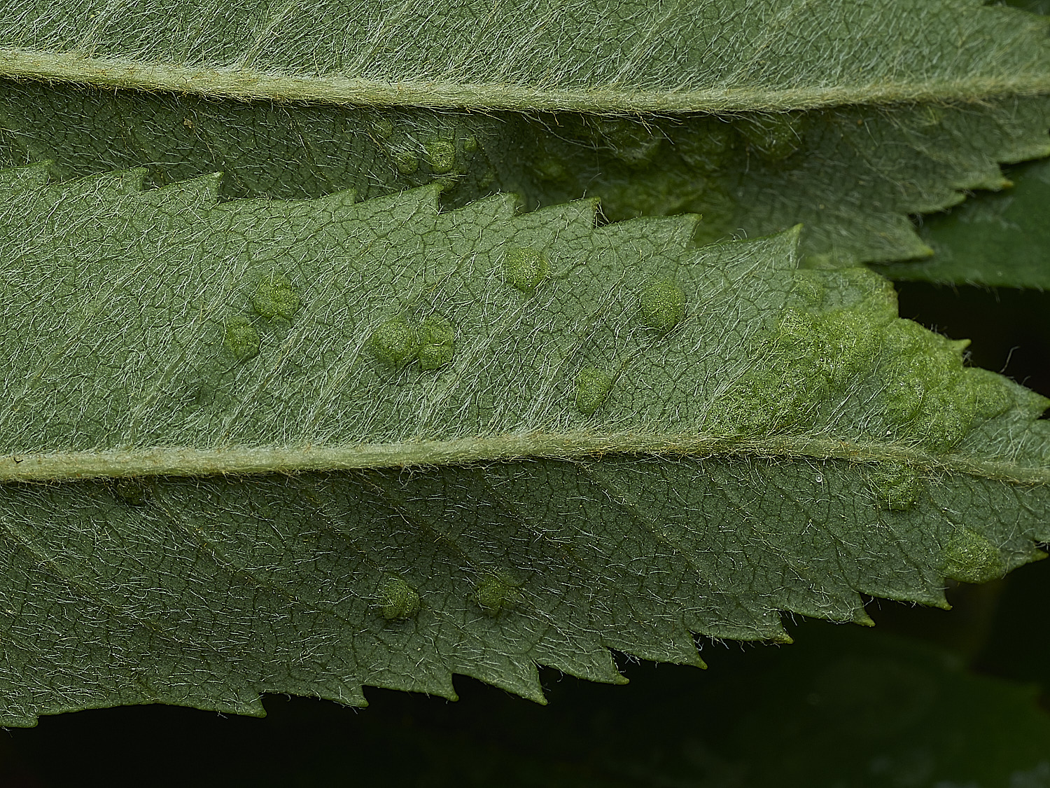 KellingHeathRowan270426-2