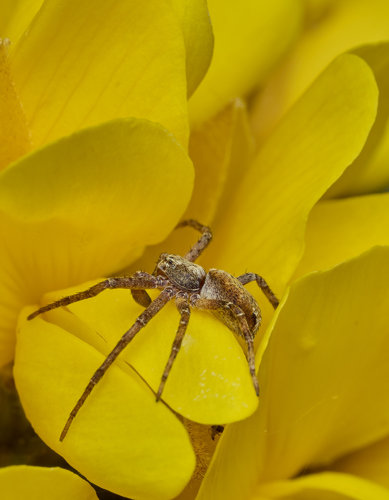 KellingHeathSpiderSp270426-1