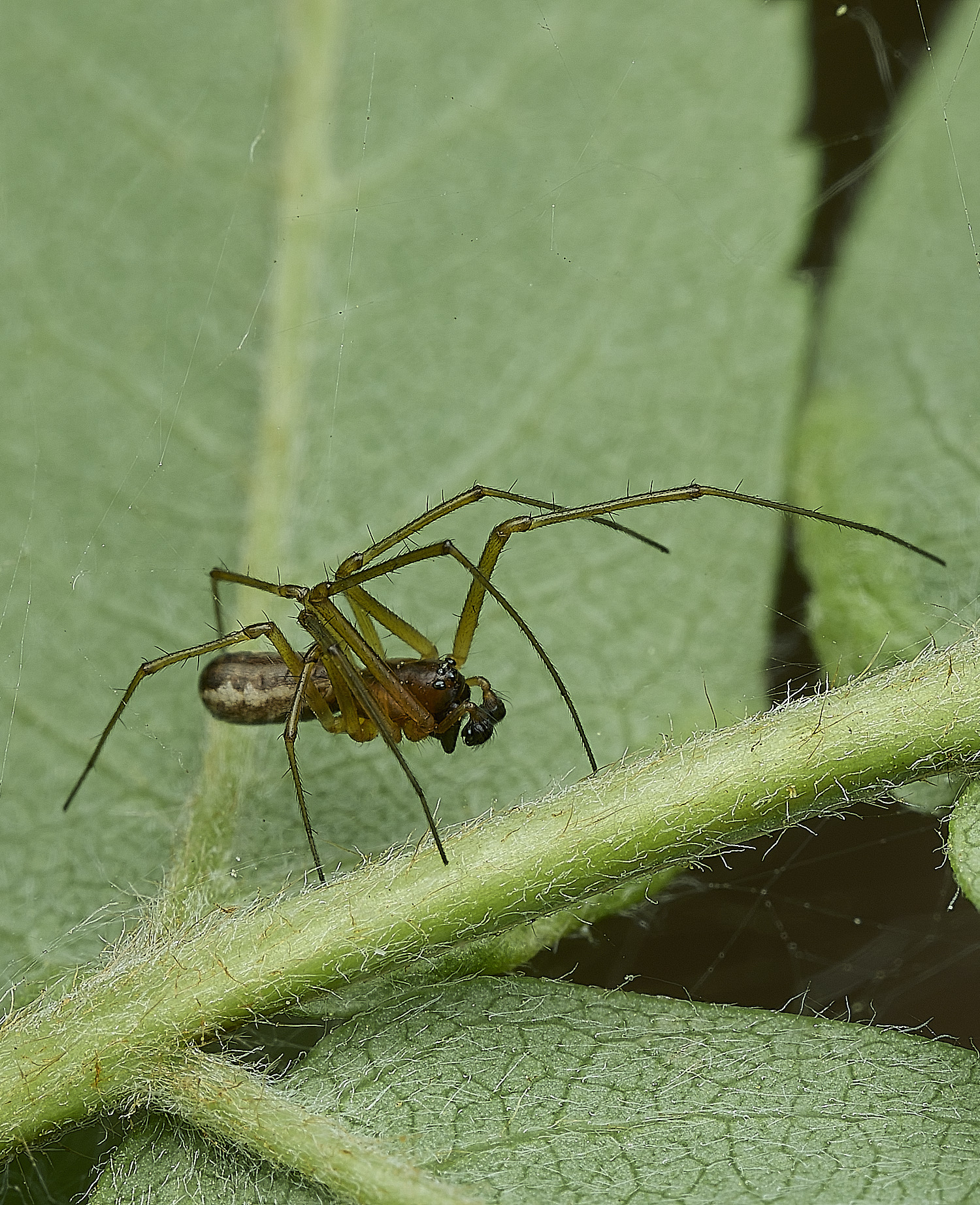 KellingHeathSpiderSp4270426-1