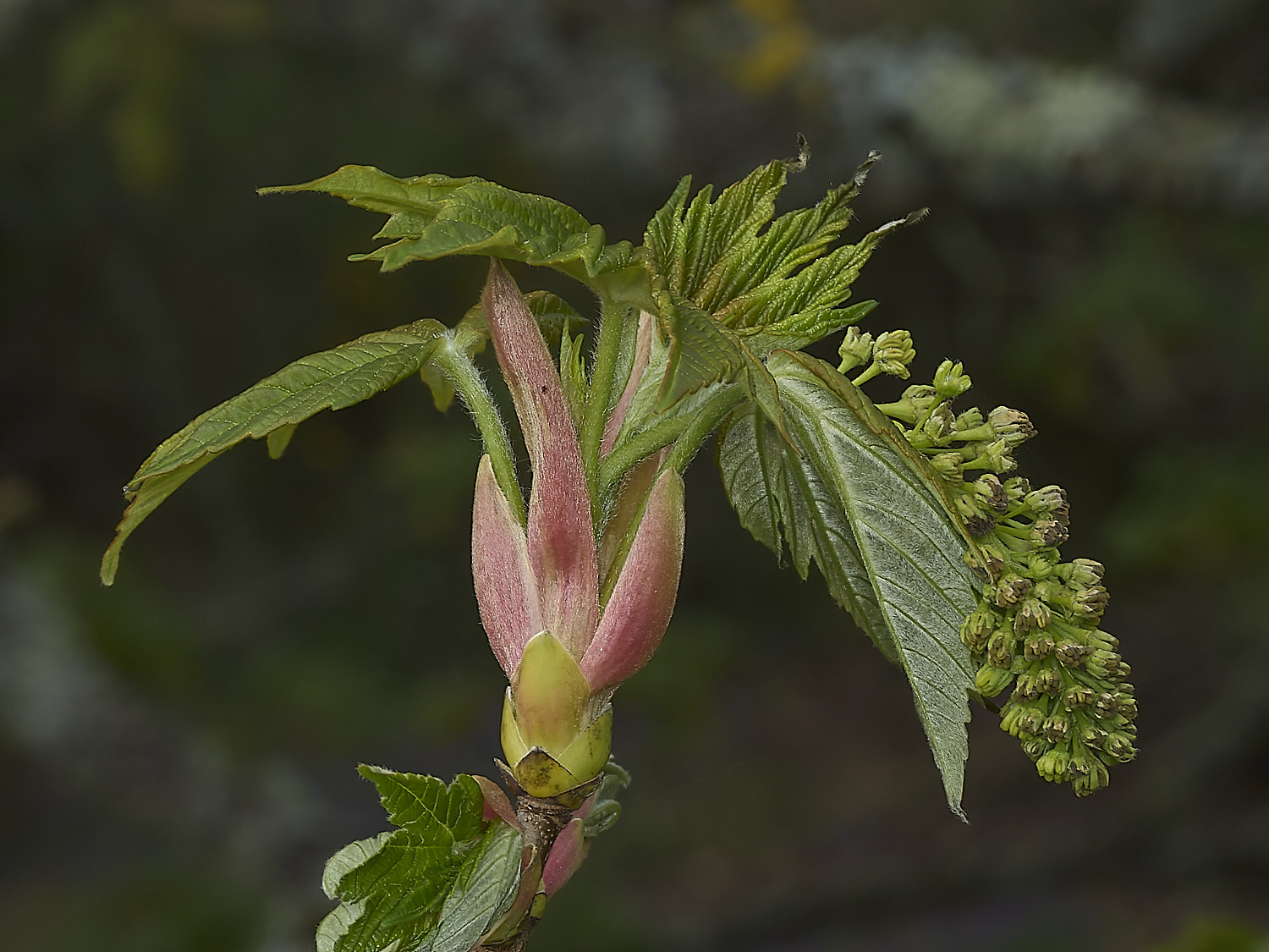 KellingHeathSycamore270426-1