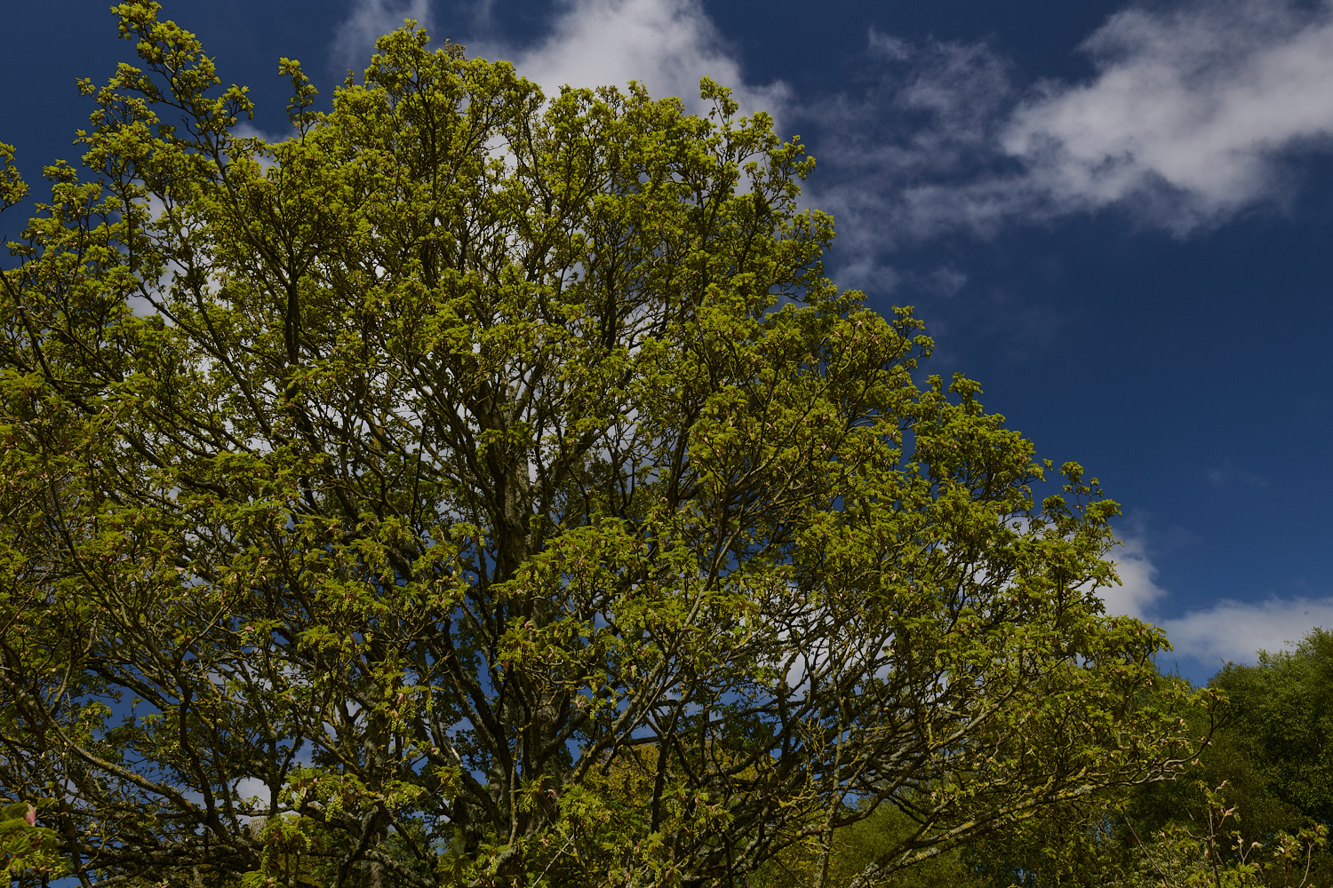 KellingHeathSycamore270426-10