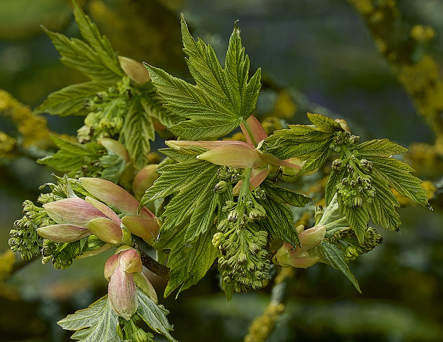 KellingHeathSycamore270426-2