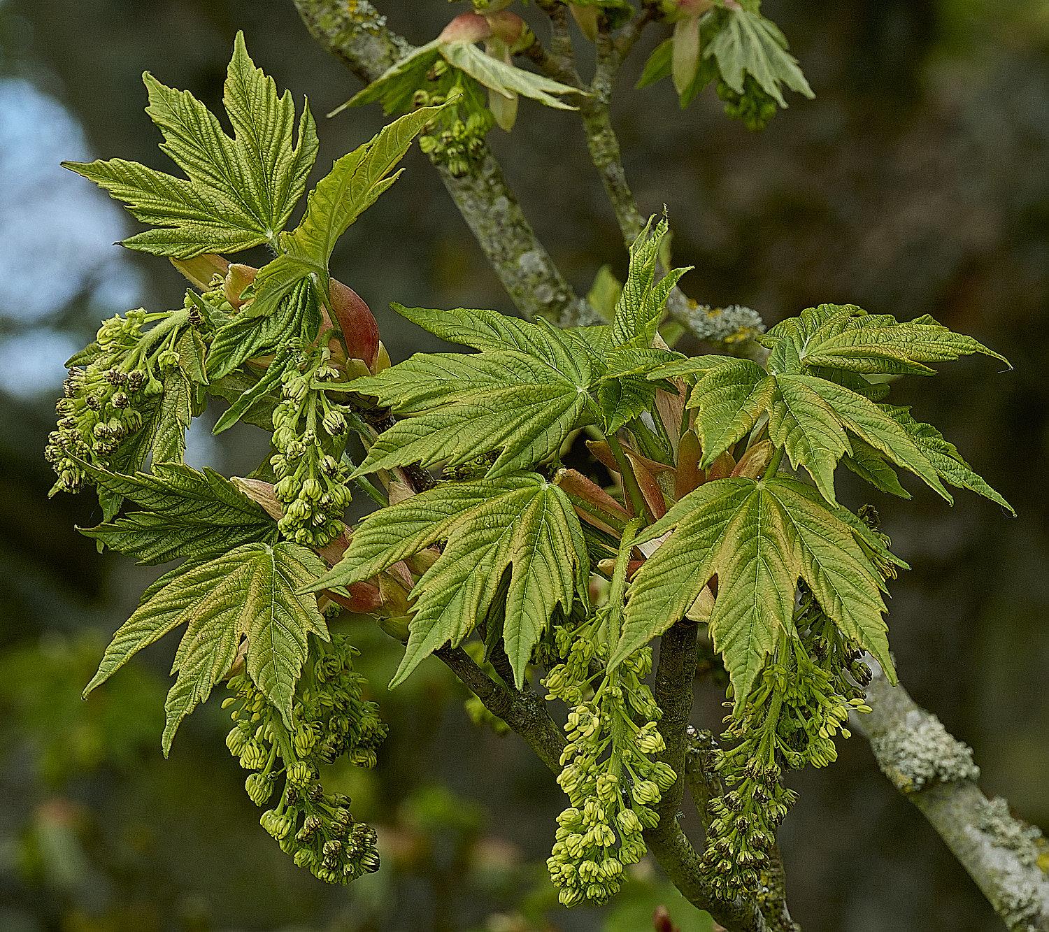 KellingHeathSycamore270426-5