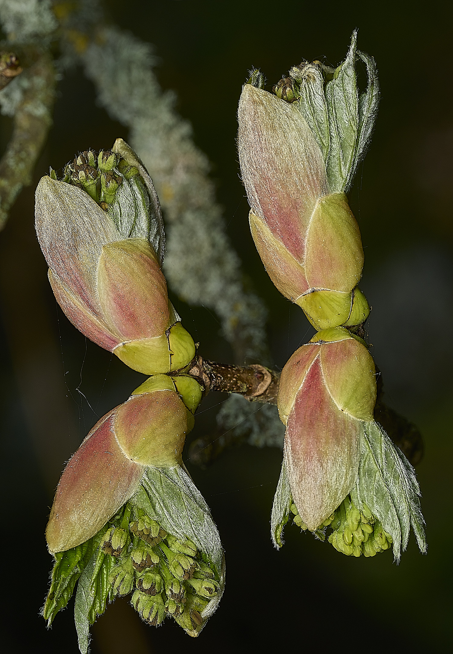 KellingHeathSycamore270426-7
