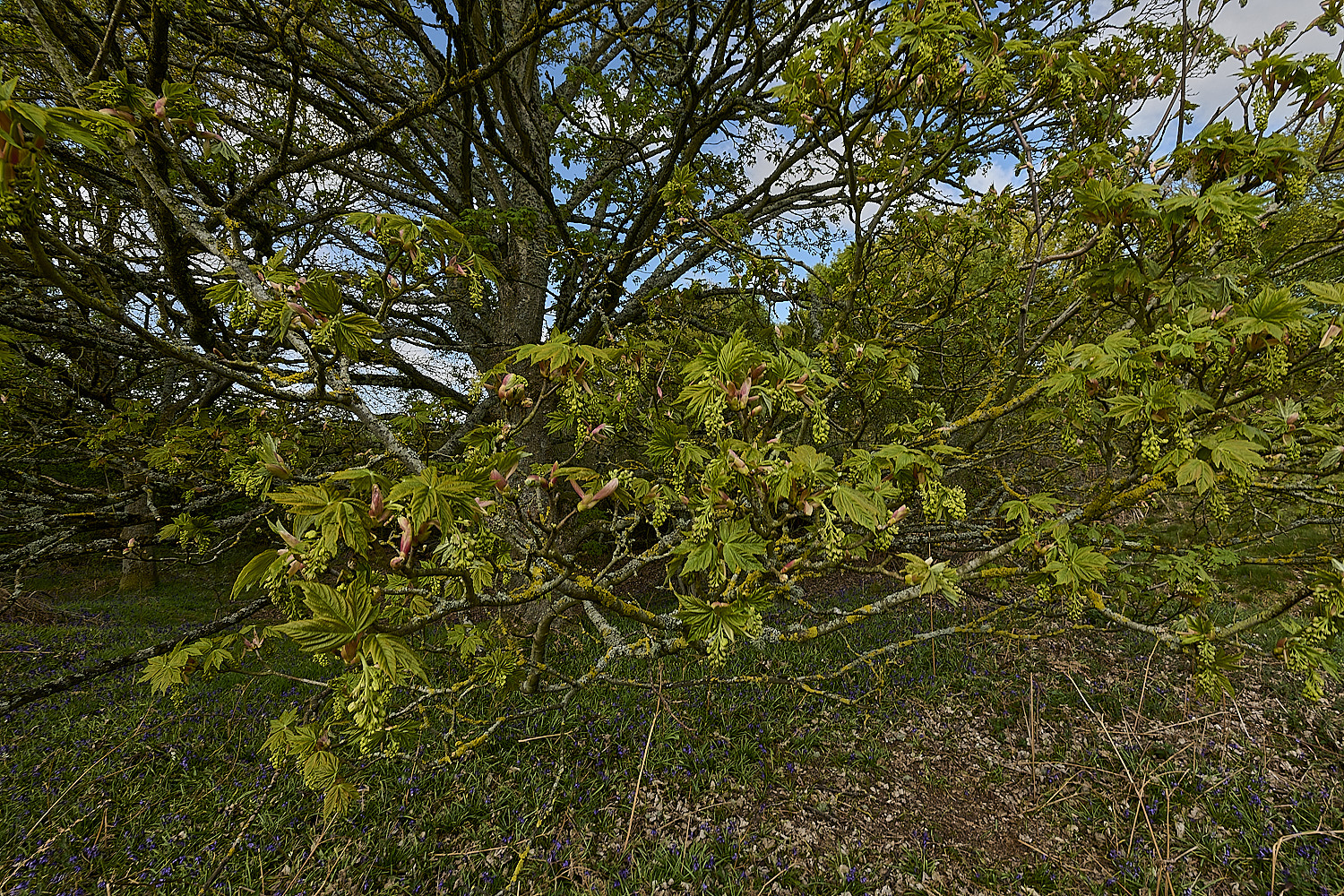 KellingHeathSycamore270426-8