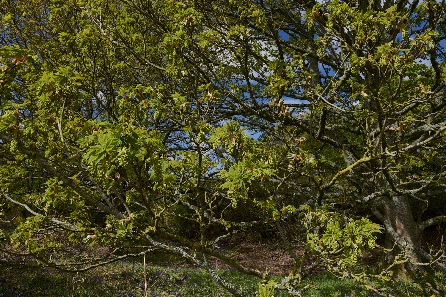 KellingHeathSycamore270426-9