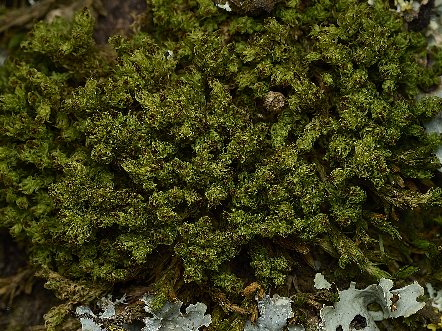 KellingHeathUlottaphyllantha270426-1