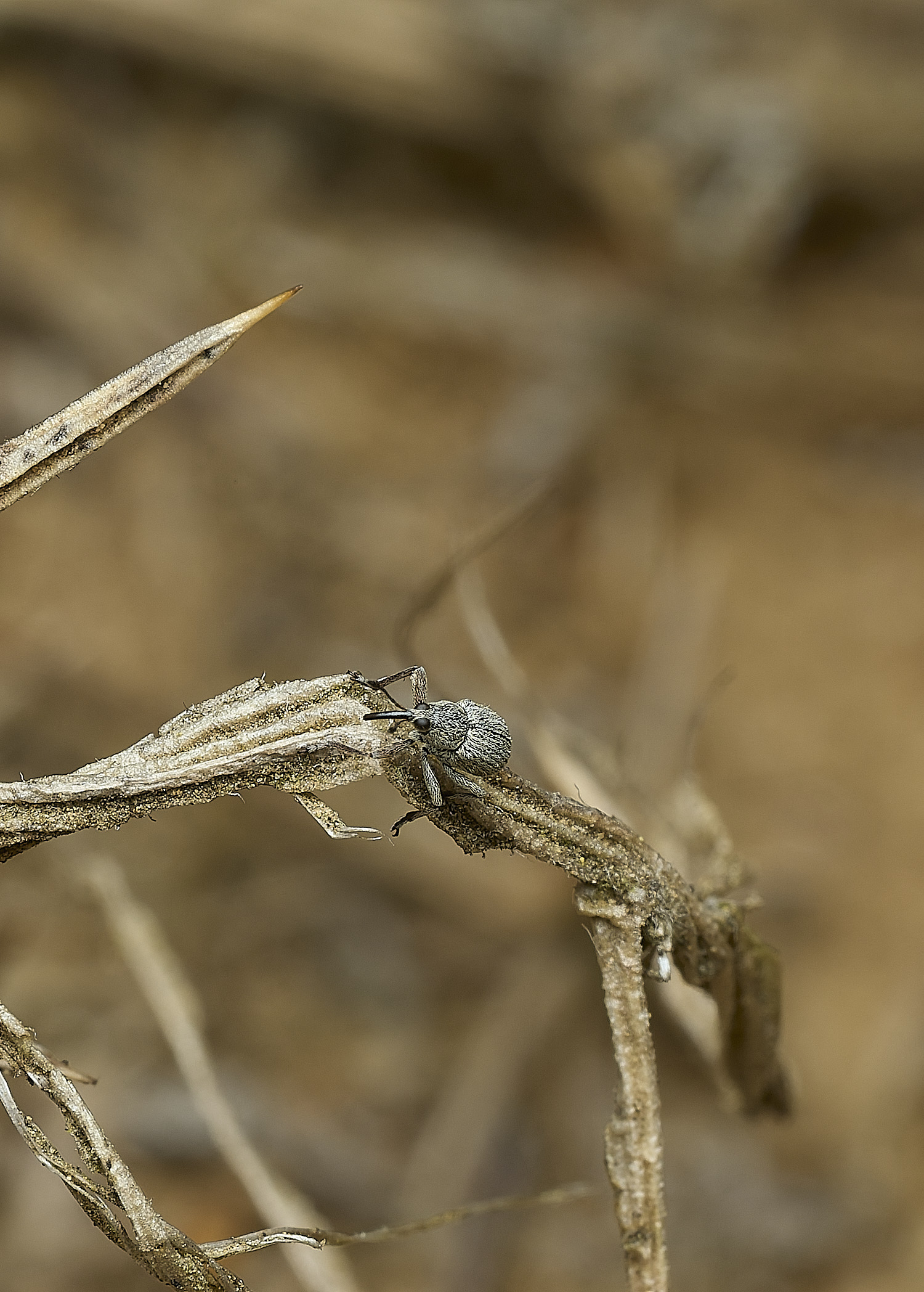 KellingHeathWeevilSp270426-1