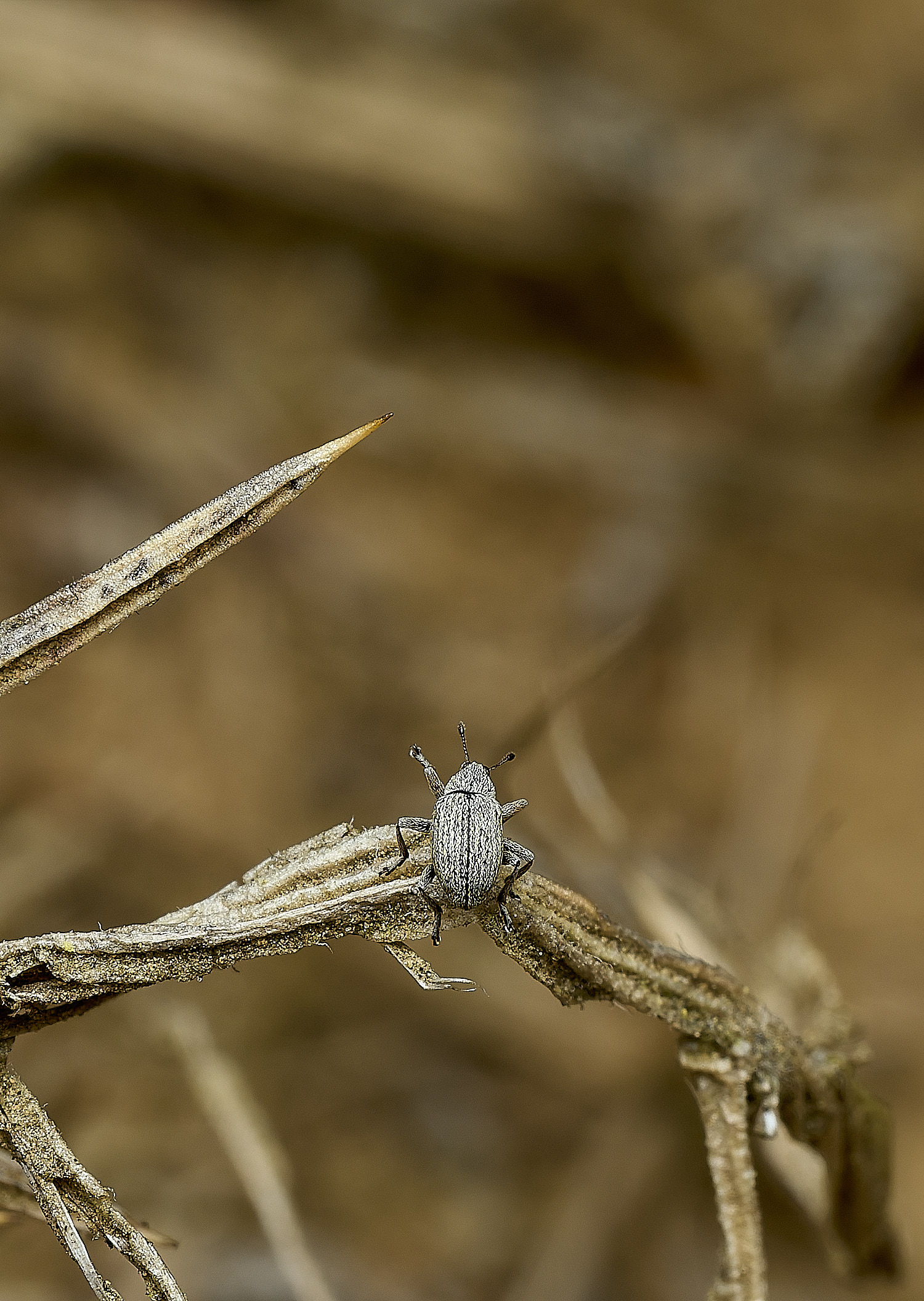 KellingHeathWeevilSp270426-2