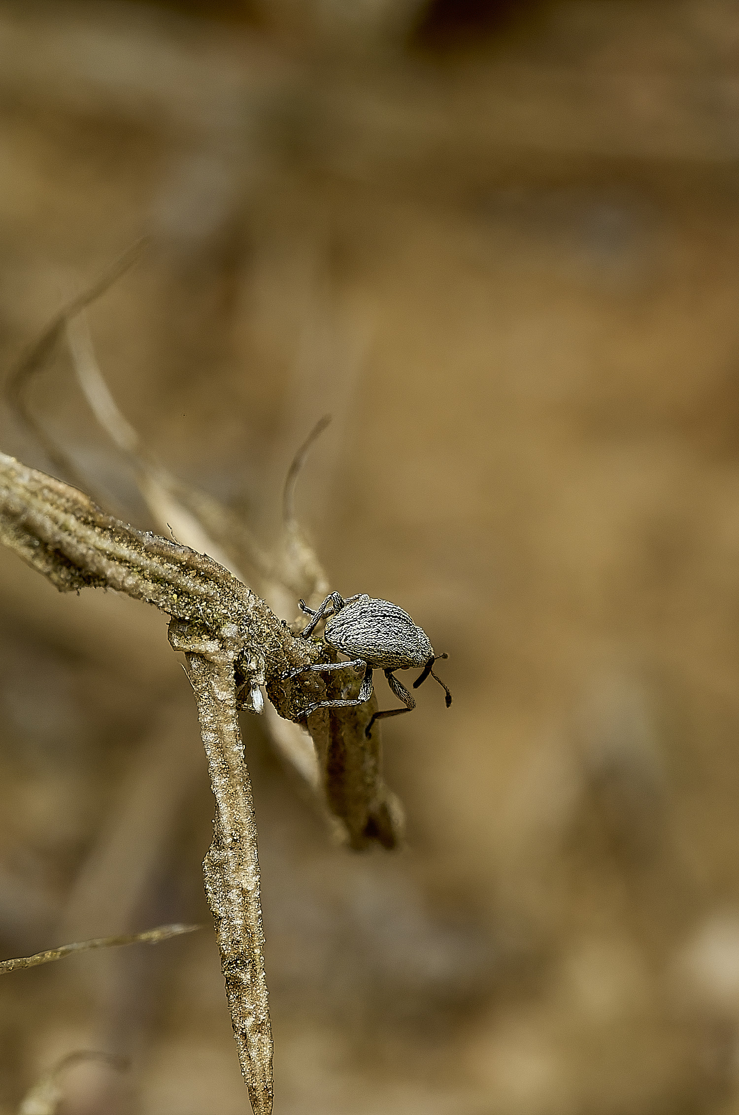 KellingHeathWeevilSp270426-4