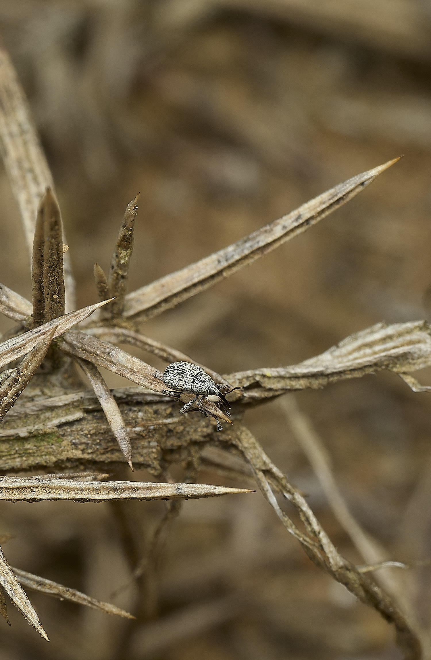 KellingHeathWeevilSp270426-5