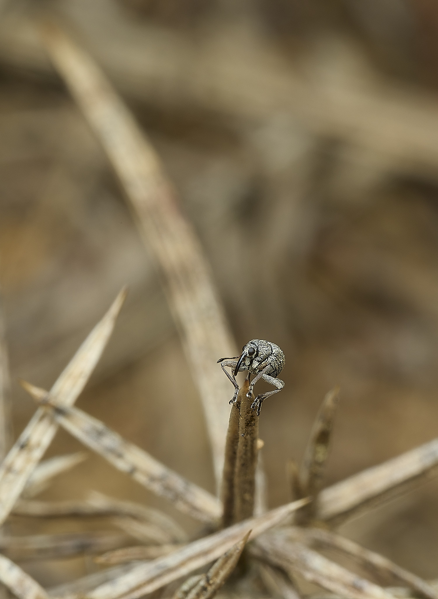 KellingHeathWeevilSp270426-6