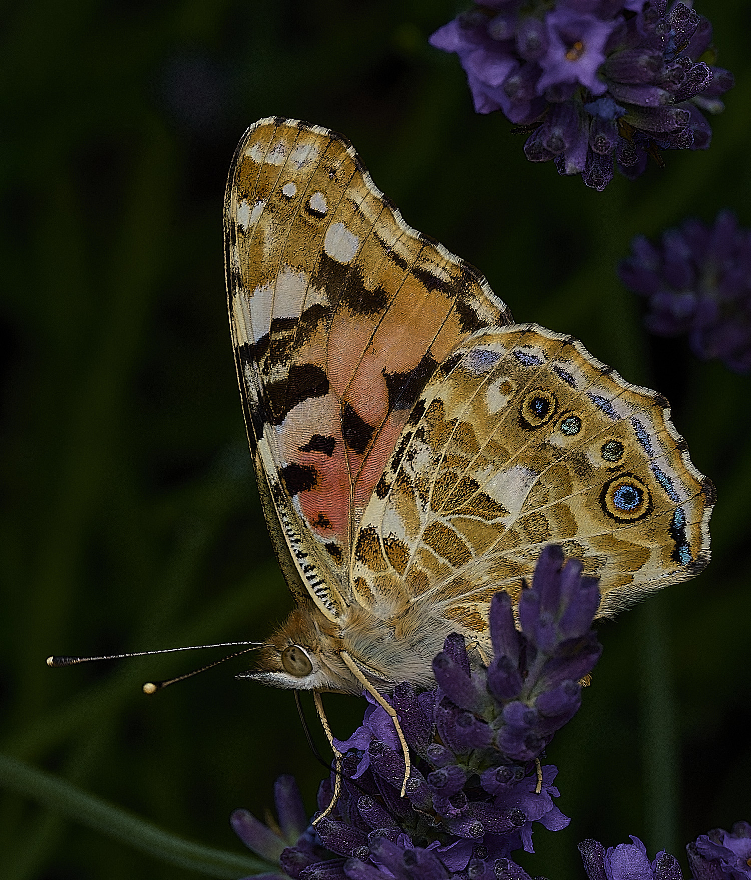 LittlePlumstead020726-4