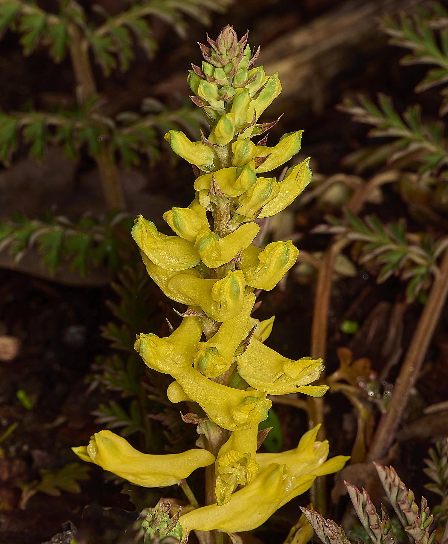 LittlePlumsteadCorydalis190326-1