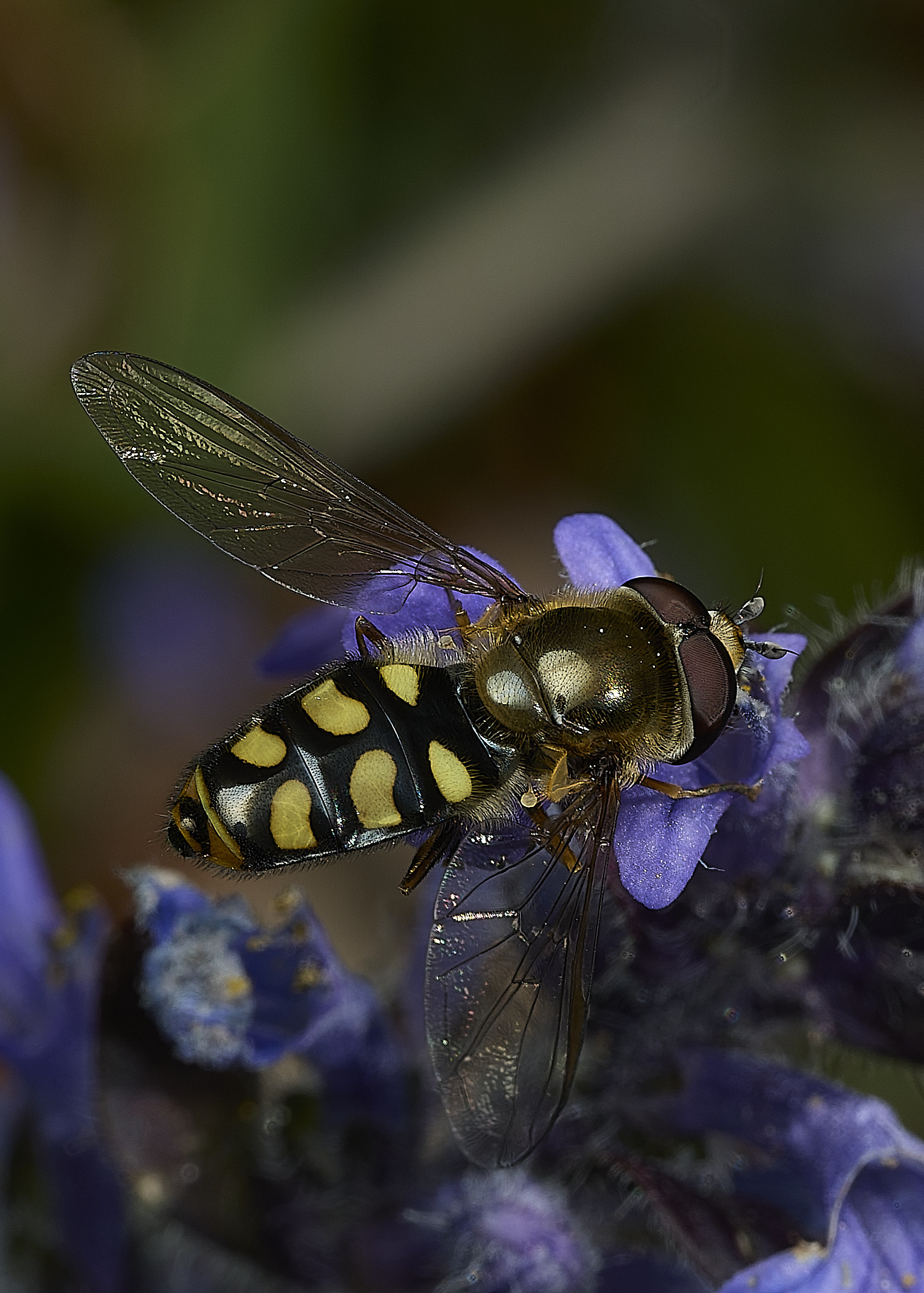 LittlePlumsteadEupeodes210426-1