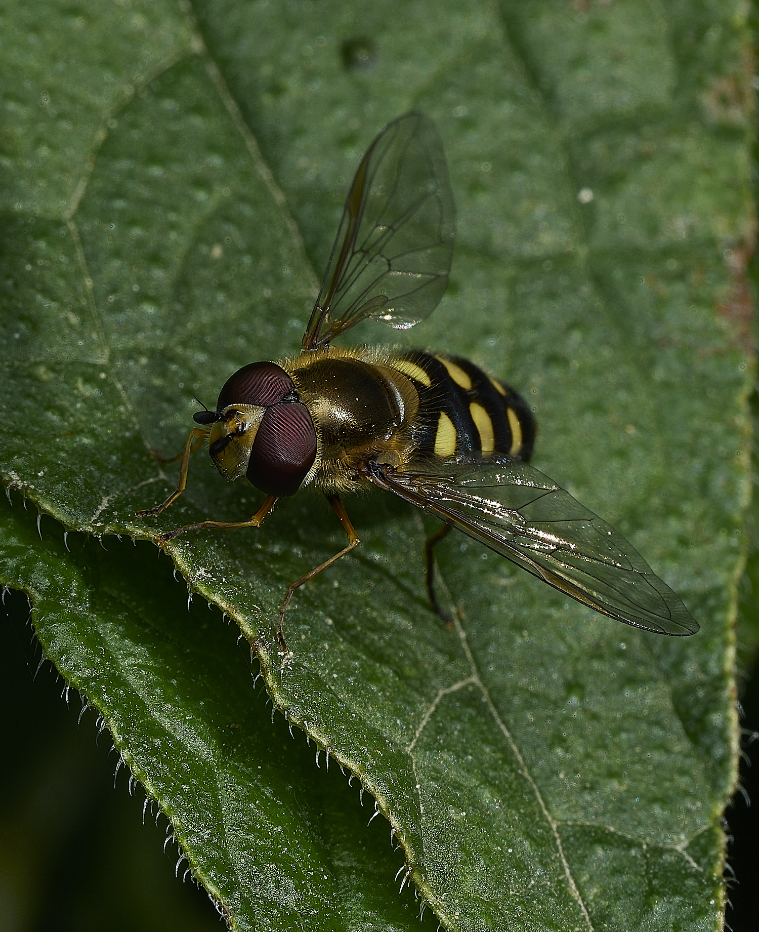 LittlePlumsteadEupeodes210426-2