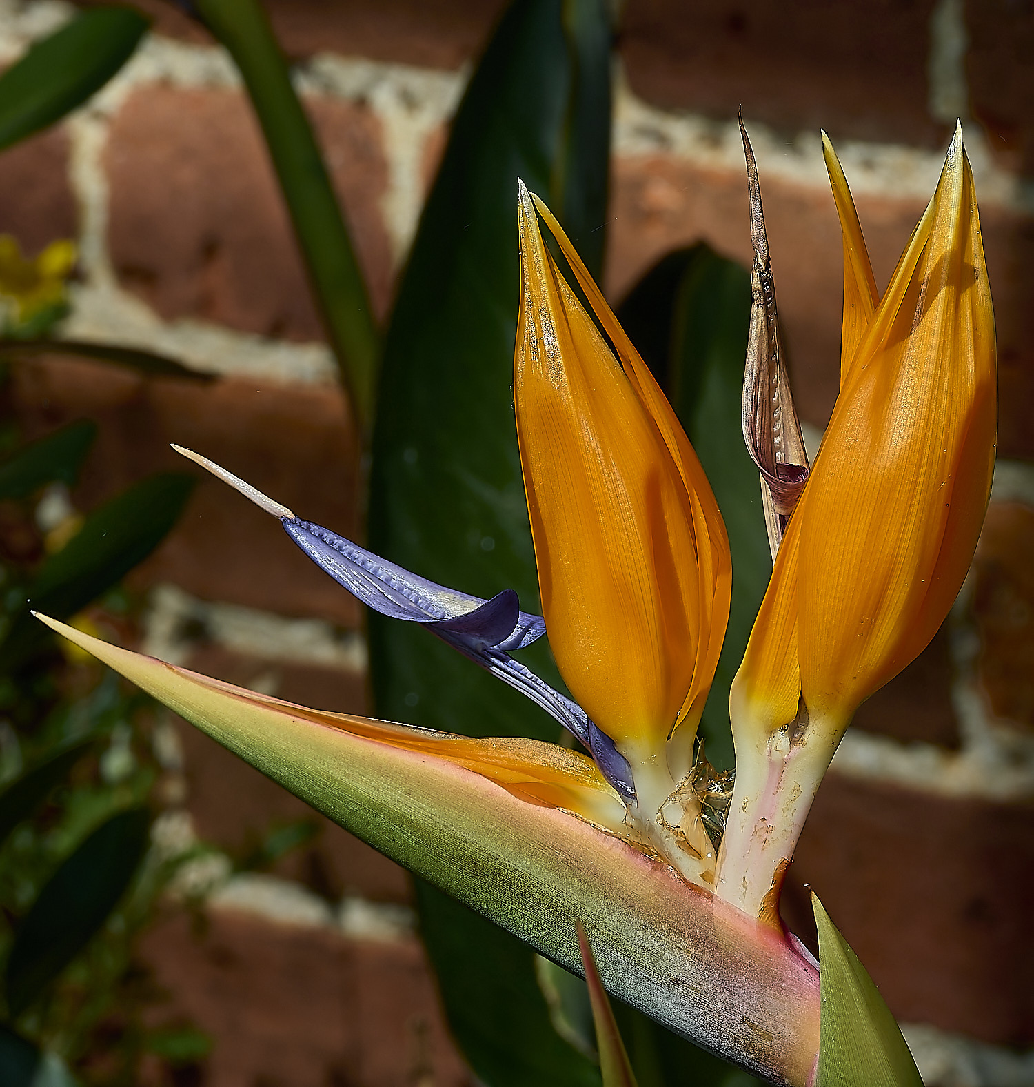 LittlePlumsteadGarden210426-1