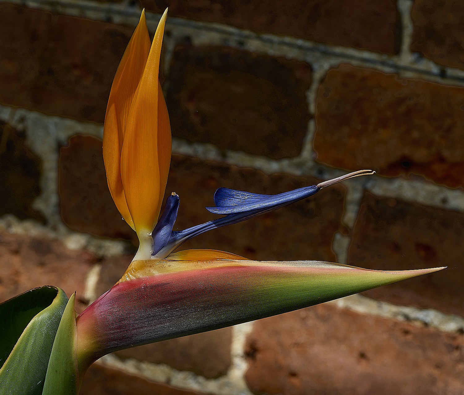LittlePlumsteadGarden210426-2