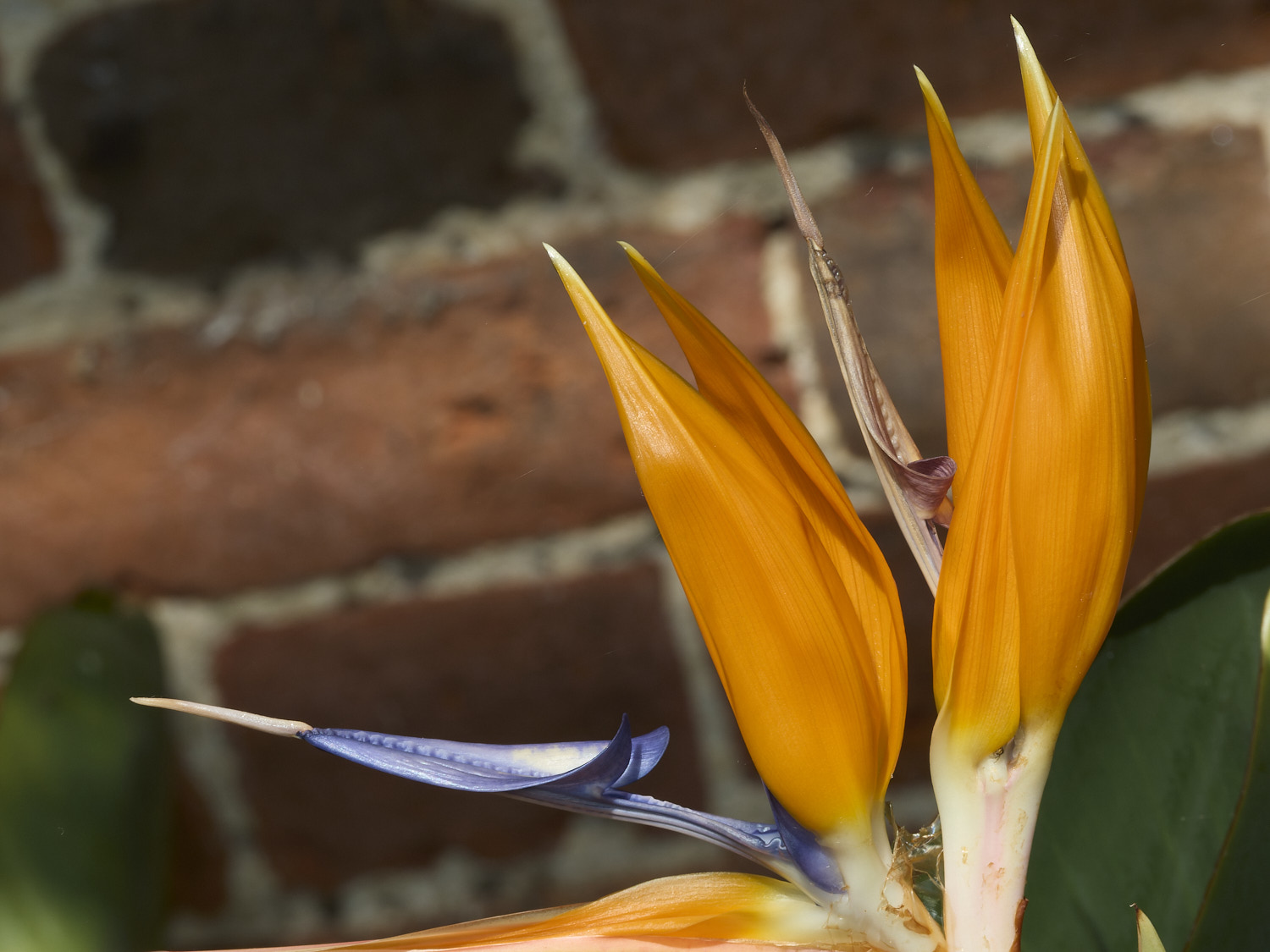 LittlePlumsteadGarden210426-3