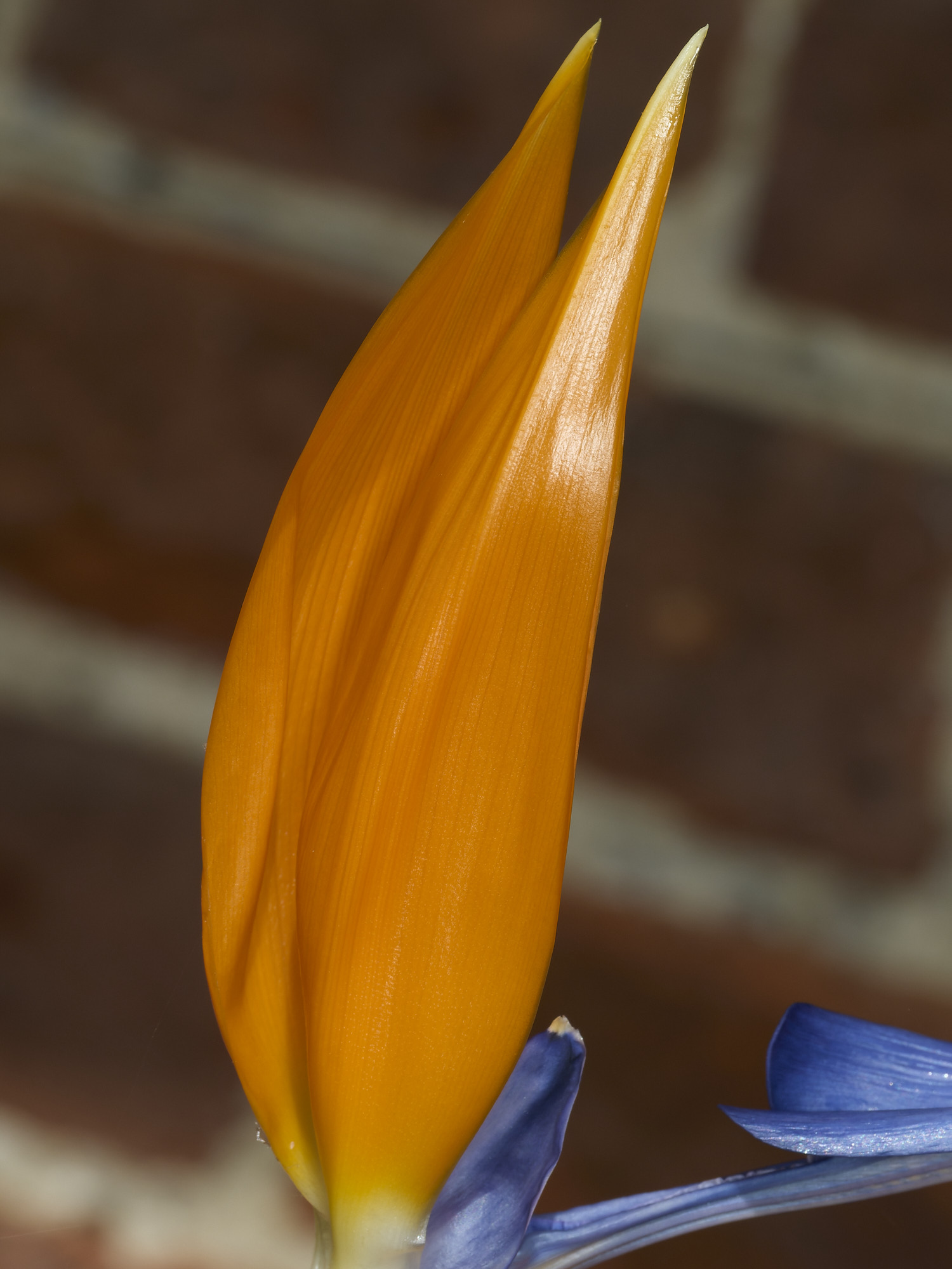 LittlePlumsteadGarden210426-5