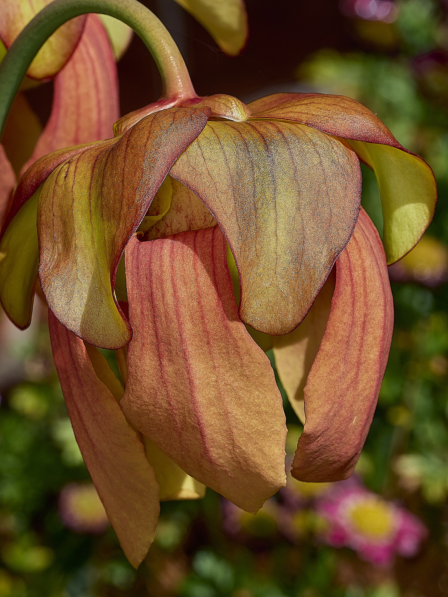 LittlePlumsteadGarden210426-6