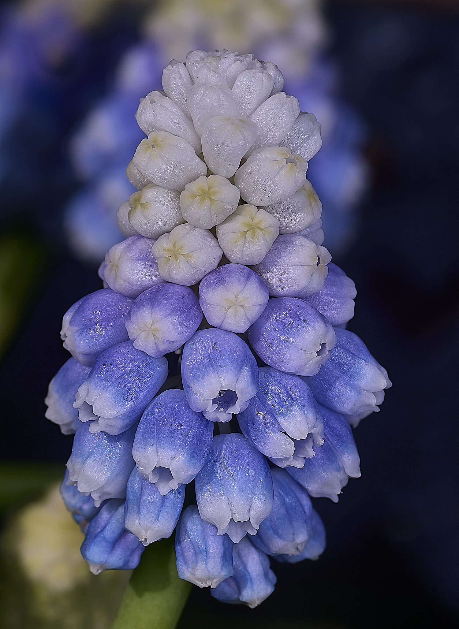 LittlePlumsteadGardenMuscari190326-1
