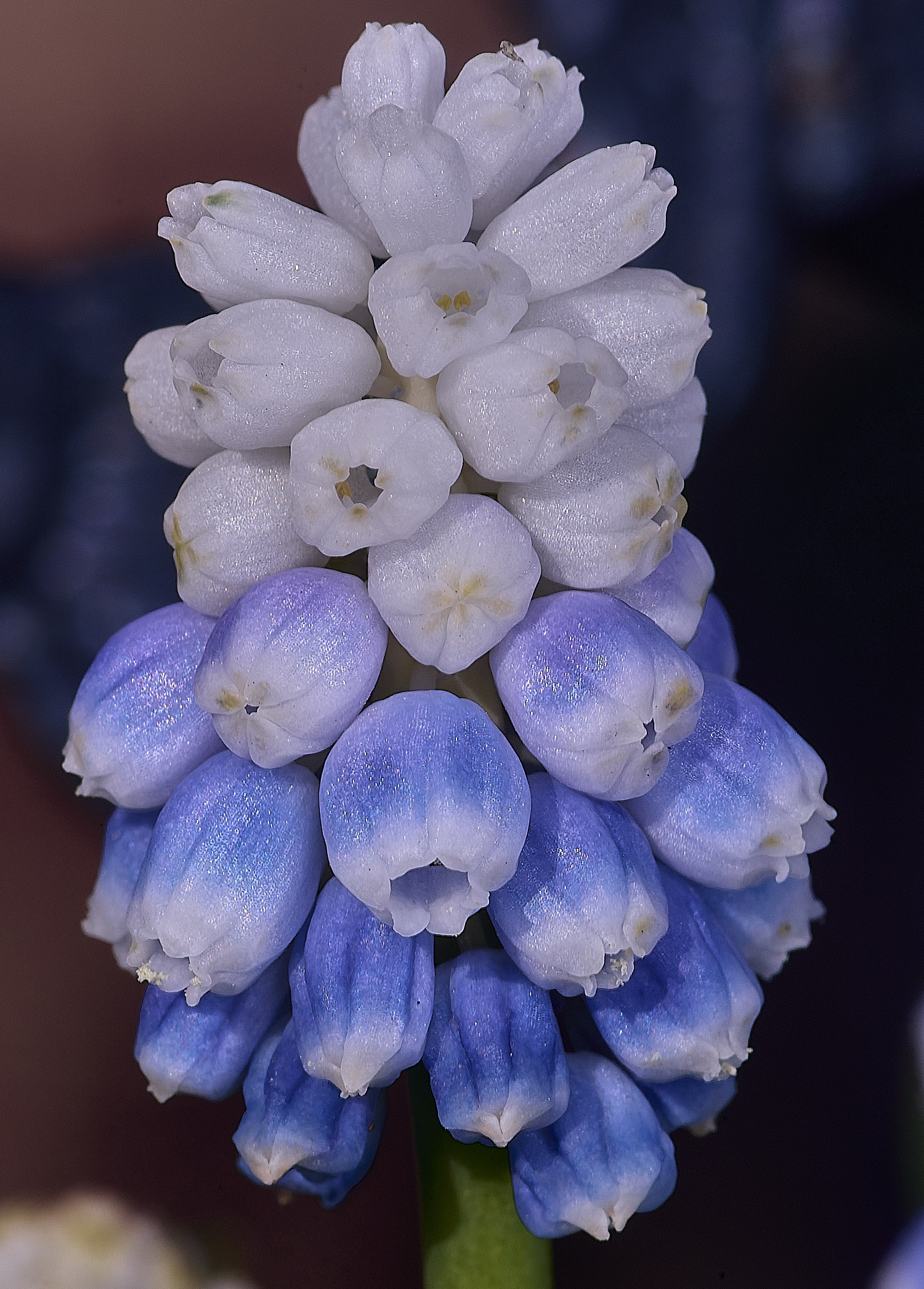 LittlePlumsteadGardenMuscari190326-2