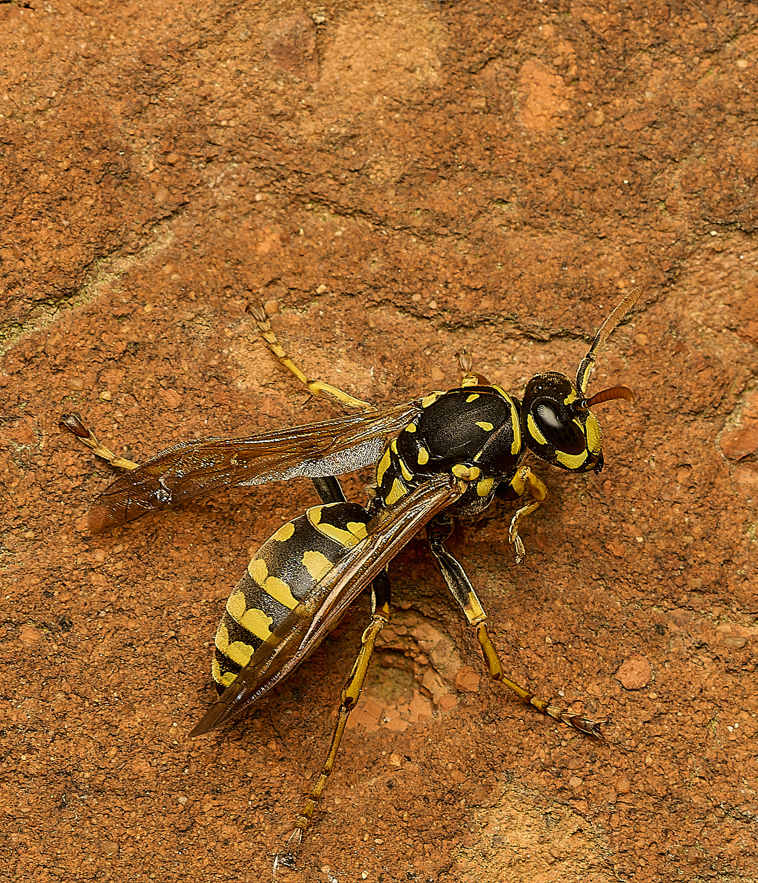 LittlePlumsteadPaperWasp190326-1