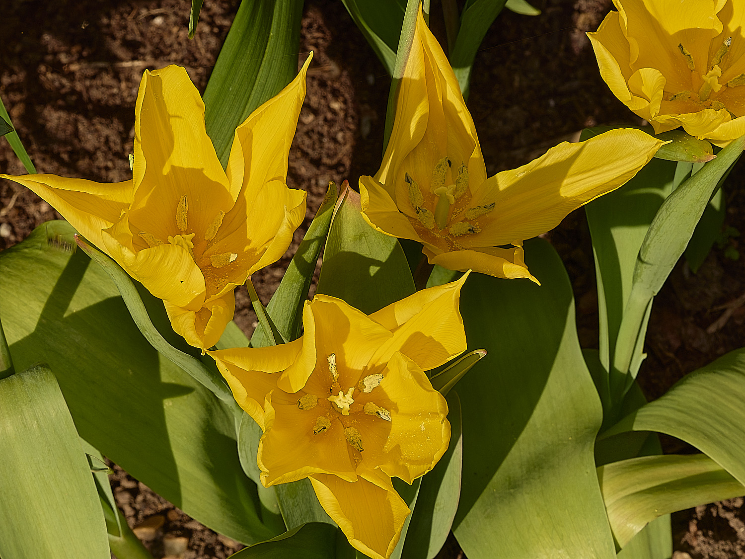 LittlePlumsteadTulips190326-2