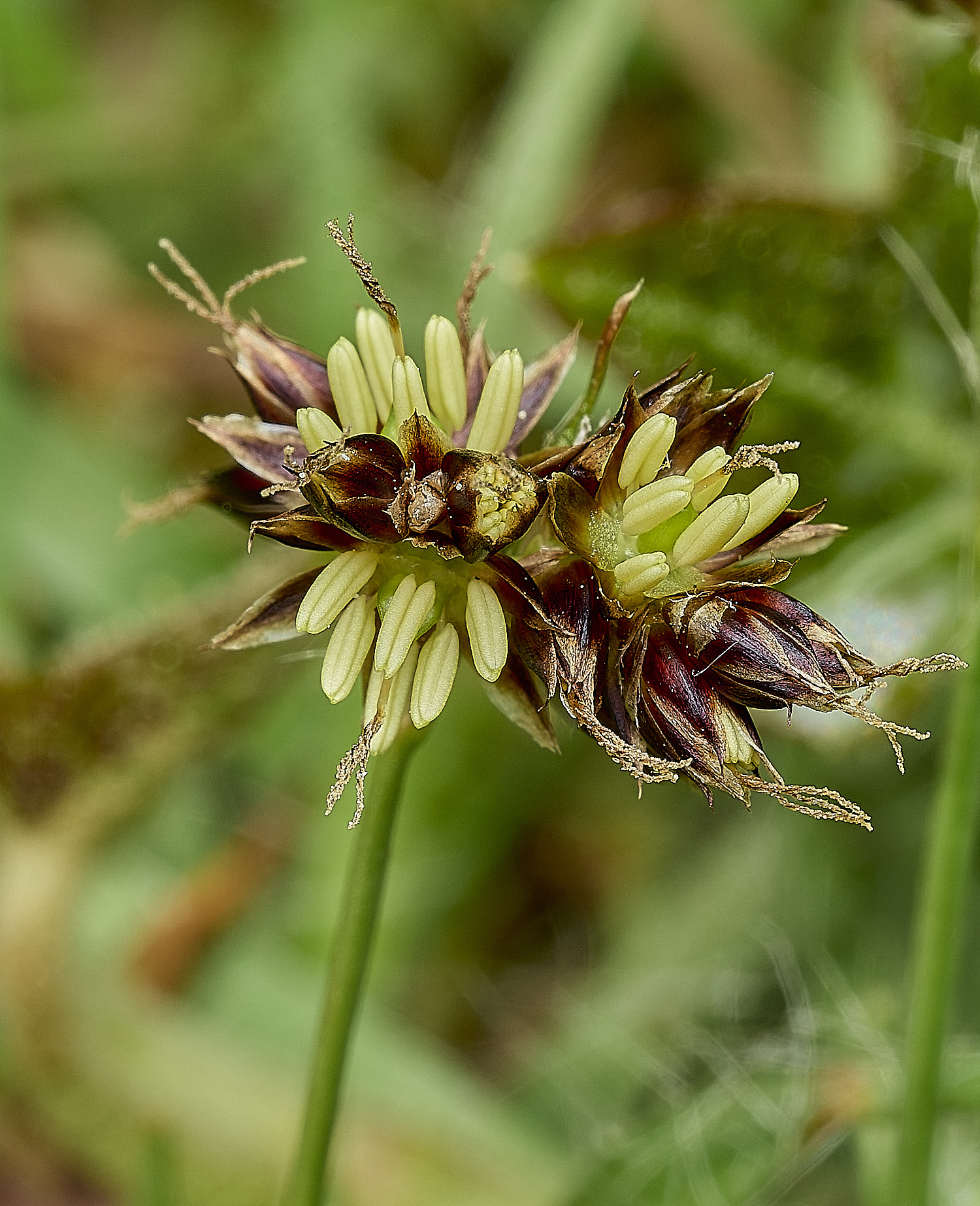 LittlePlumsteadWoodRush210426-1