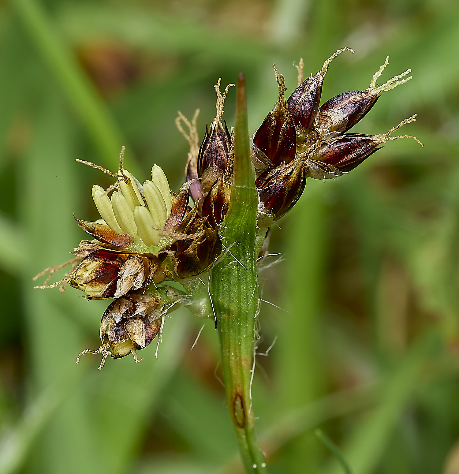 LittlePlumsteadWoodRush210426-2
