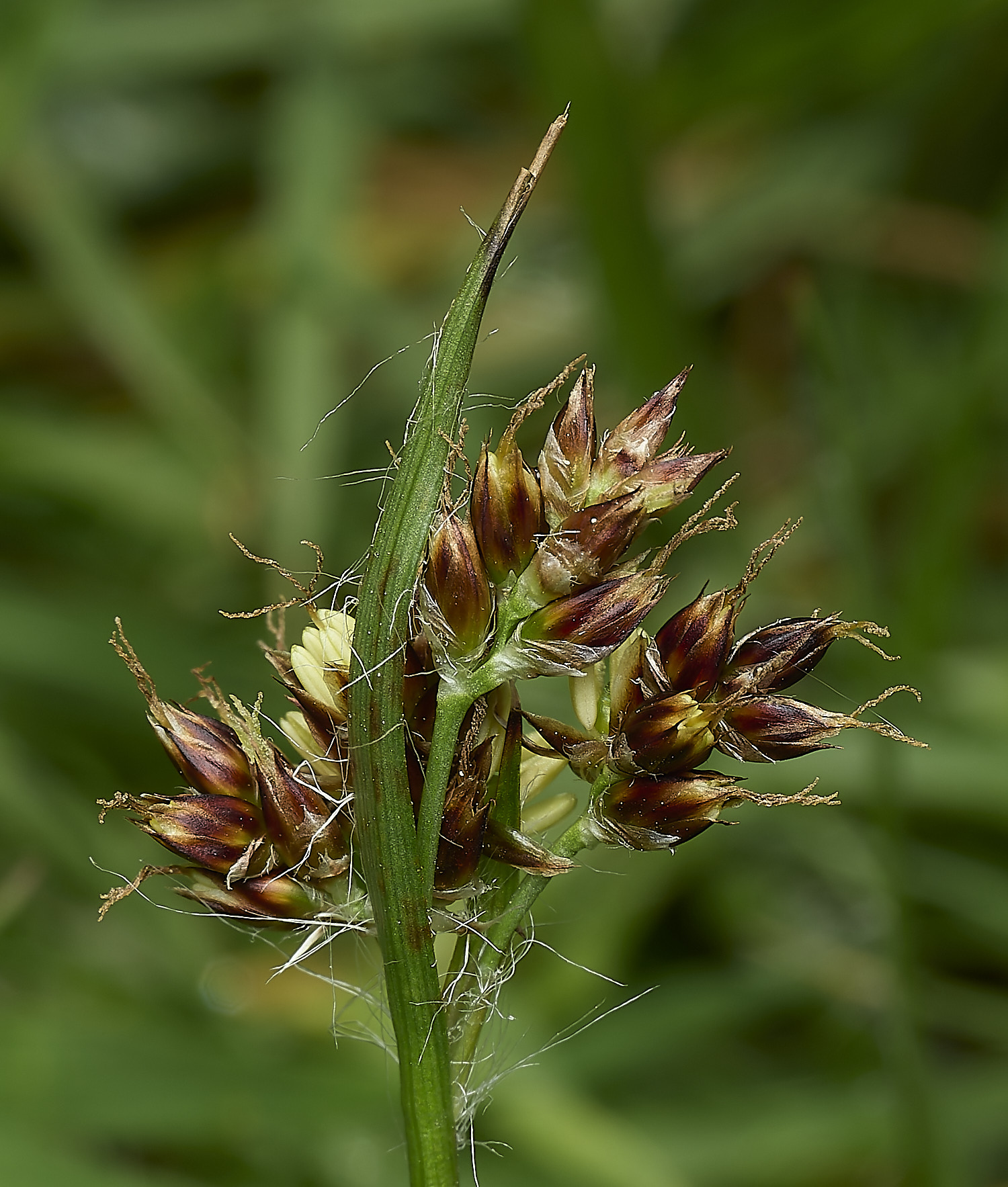 LittlePlumsteadWoodRush210426-3
