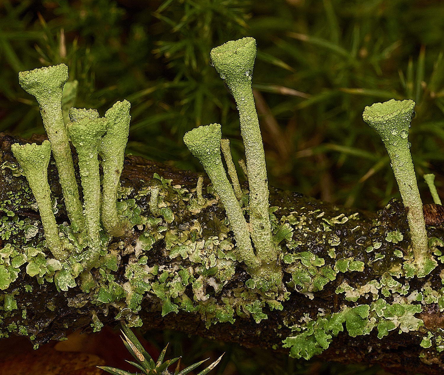 MarshamHeathCfimbriata070226-1