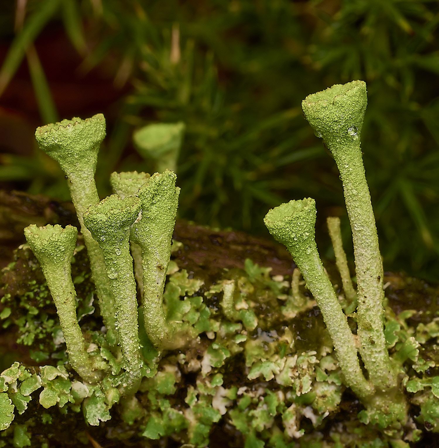 MarshamHeathCfimbriata070226-2