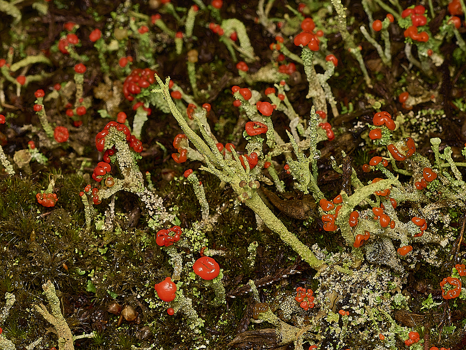 MarshamHeathCladoiafloearkeana070226-2